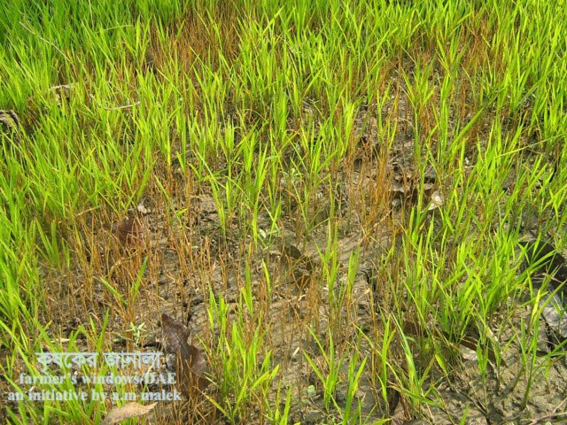 ধানের চারার ব্লাইট রোগ কারণ, লক্ষণ, প্রতিকার ও প্রতিরোধে করণীয়