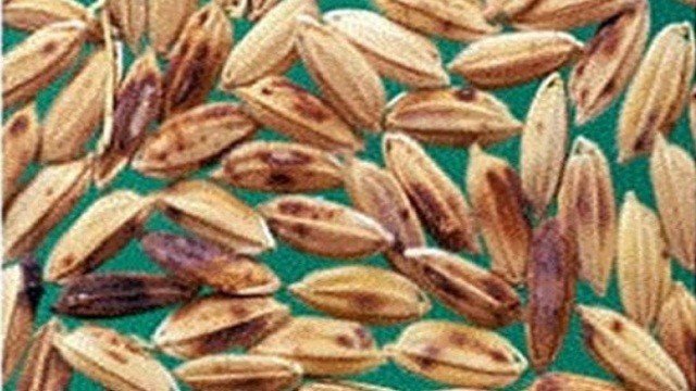 ধানের বীজ বা দানায় দাগ