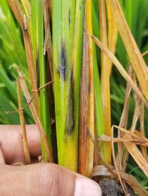 ধানের কান্ড পচা রোগ