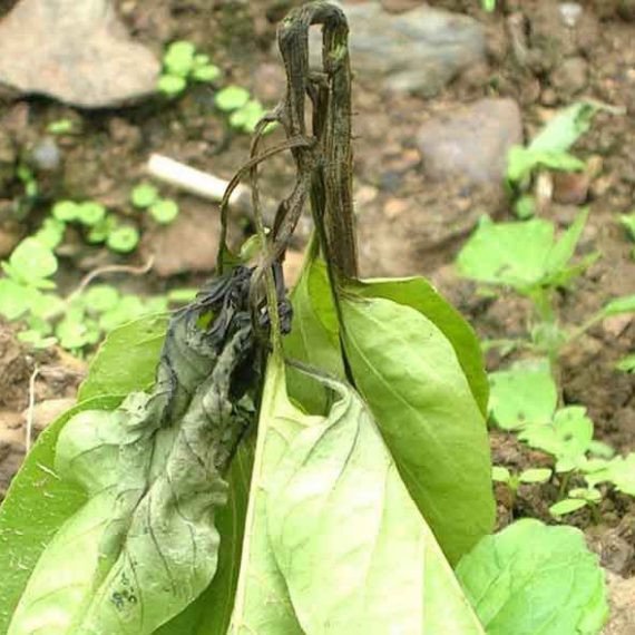 মরিচের কান্ড পঁচা রোগ