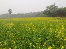 সরিষা চাষে জমির প্রস্তুতি আধুনিক ও ফলনবর্ধক কৌশল