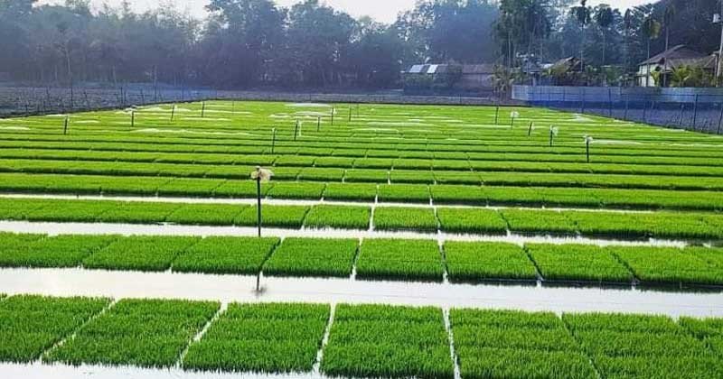 জমি নির্বাচন