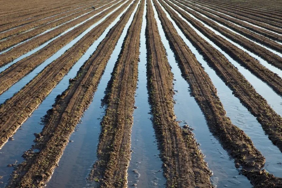 মরিচ চাষে সেচ ব্যবস্থাপনা