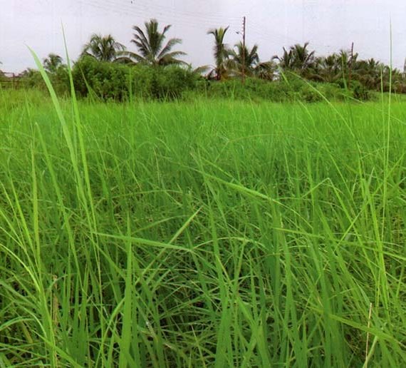 ধানের বাকানি রোগ কারণ, লক্ষণ ও প্রতিকার