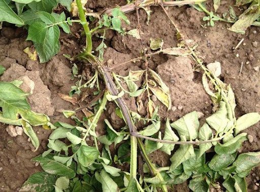 আলুর ব্ল্যাক লেগ রোগ কোন সময় হয়, লক্ষণ কি কি, দমন এর জন্য কি কি করণীয়