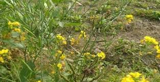 সরিষা ফসলে শুয়া পোকা আক্রমণের সময়, লক্ষণ ও দমন পদ্ধতি