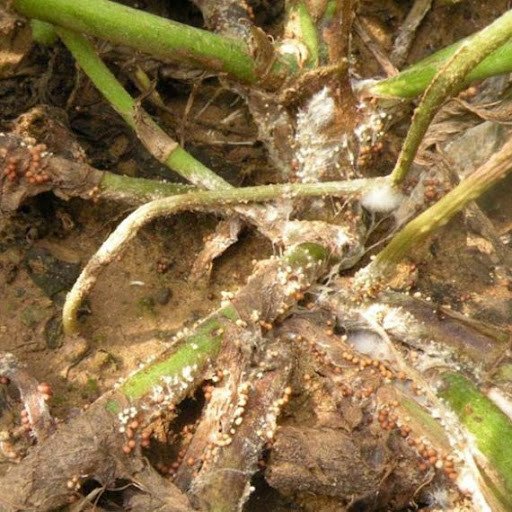 আলুর কান্ড পচা রোগ কারণ, লক্ষণ ও প্রতিরোধে কার্যকরী সমাধান