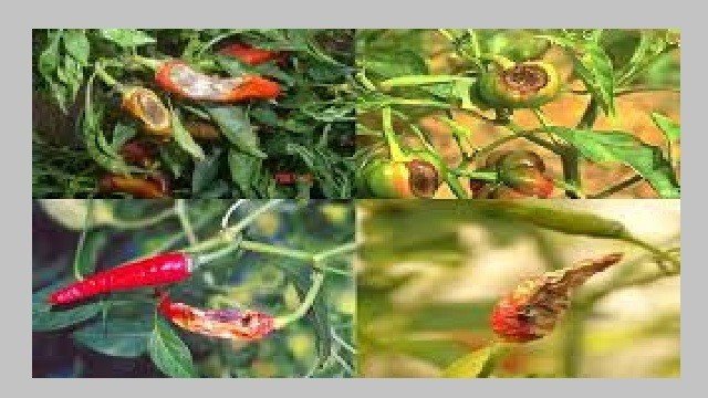 পোকামাকড় ও রোগবালাই মরিচ চাষের প্রধান চ্যালেঞ্জসমূহ