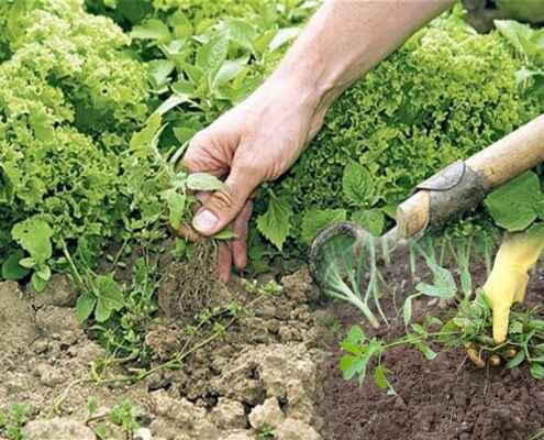 সরিষা চাষে পোকা মাকড়ের আক্রমণ ও নিয়ন্ত্রণের উপায়