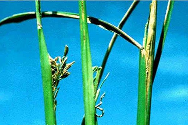 ধান চাষে ধানের উফরা রোগ চাষিদের জন্য বিস্তারিত গাইড