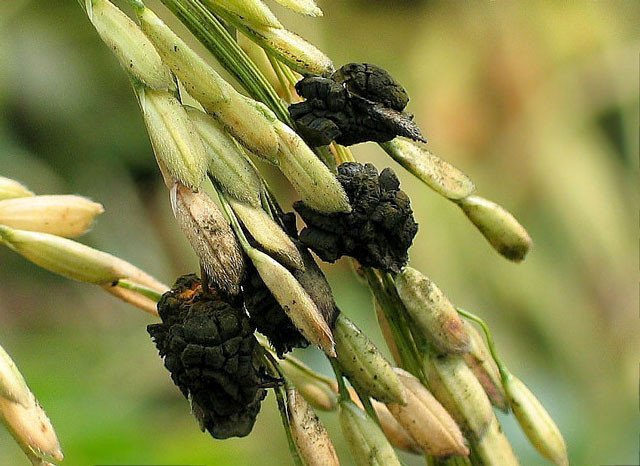 ধানের লক্ষীর গু রোগ (False Smut) বাংলাদেশের ধান চাষে একটি গুরুত্বপূর্ণ ছত্রাকজনিত রোগ, যা ফলনের গুণমান ও পরিমাণে উল্লেখযোগ্য প্রভাব ফেলে। এই রোগটি মূলত আমন মৌসুমে বেশি দেখা যায় এবং সঠিক ব্যবস্থা