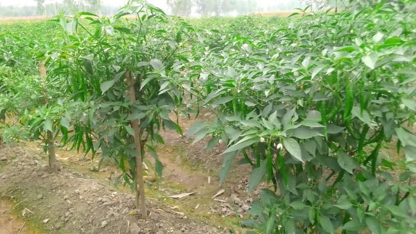 মরিচ চাষে সার ব্যবস্থাপনা