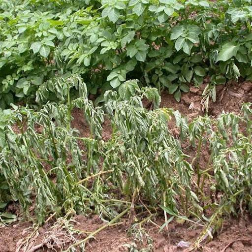 আলুর ঢলে পড়া রোগ কারণ, লক্ষণ এবং কার্যকর দমন ব্যবস্থা