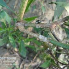 মরিচ চাষে হোয়াইট মোল্ড রোগ কারণ, লক্ষণ এবং নিয়ন্ত্রণ পদ্ধতি