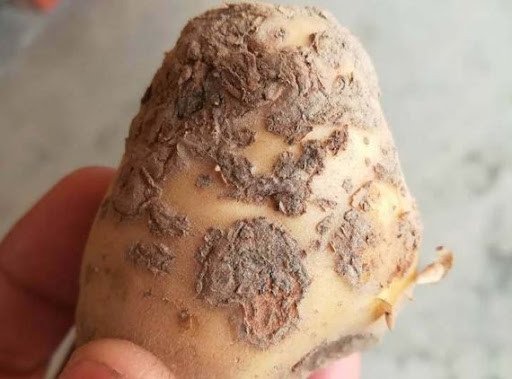 আলুর দাদ (স্ক্যাব) রোগের কারণ, লক্ষণ, এবং প্রতিরোধের কার্যকরী পদ্ধতি