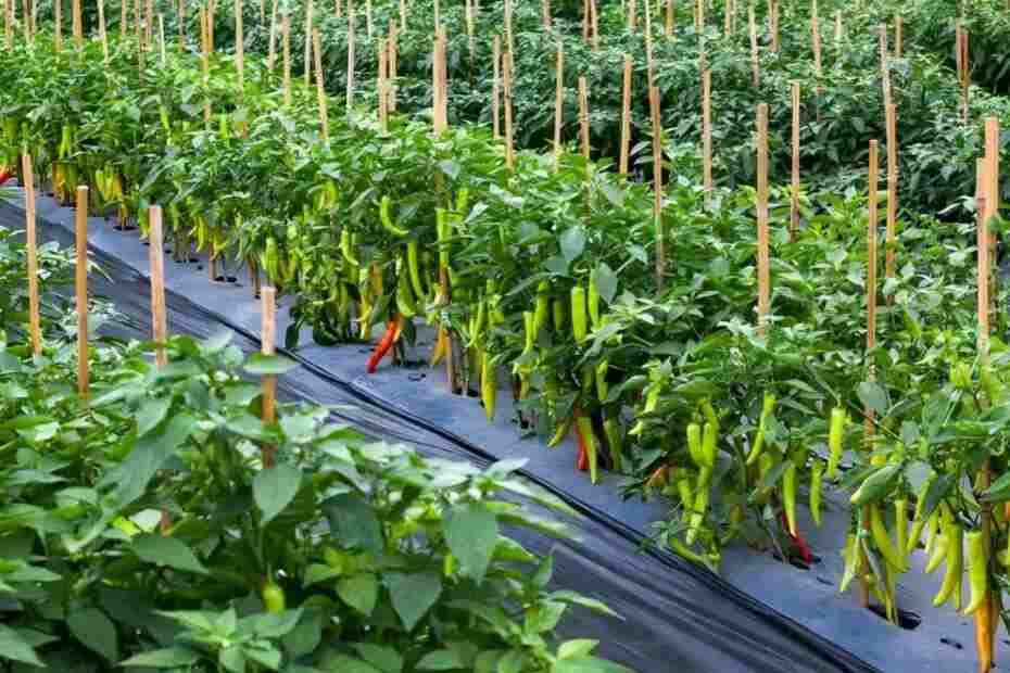 মরিচ চাষে জমির প্রস্তুতি ও জাত নির্বাচন