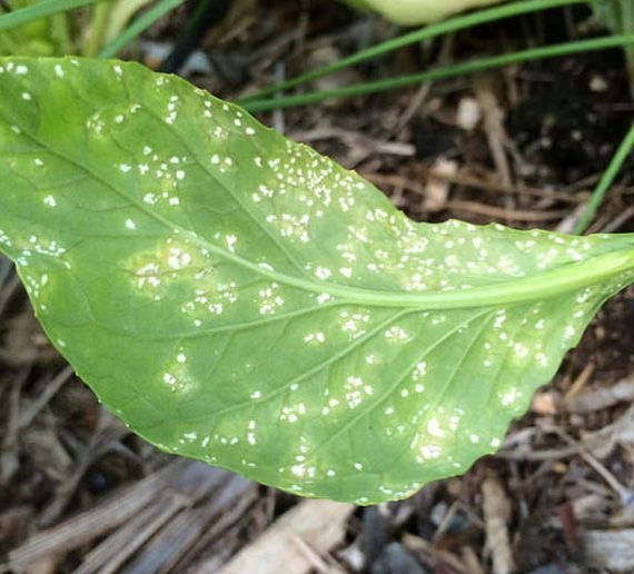 সরিষার ডাউনি মিলডিউ রোগ লক্ষণ ও প্রতিকার