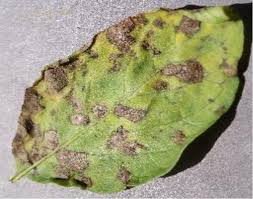 আলুর আগাম ধ্বসা রোগ কারণ, লক্ষণ ও প্রতিরোধের কার্যকরী উপায়