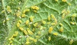 মরিচ চাষে মরিচের জাব পোকা সমস্যা ও প্রতিকার