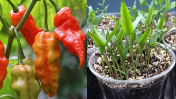 মরিচ চাষে বীজ প্রস্তুতি ও বপন পদ্ধতি