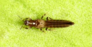 সরিষা ফসলে থ্রিপস পোকা সময়, লক্ষণ ও দমন পদ্ধতি