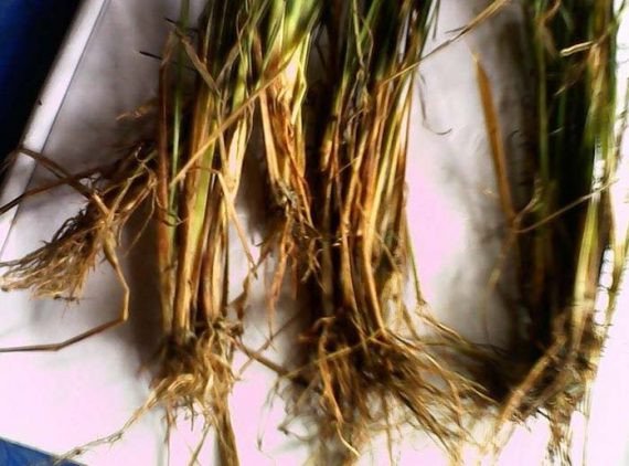 ধান চাষে গুড়িপচা রোগ (Rice Foot Rot) বাংলাদেশের কৃষকদের জন্য একটি গুরুত্বপূর্ণ সমস্যা। এই রোগ ধানের উৎপাদনশীলতা হ্রাস করে এবং ক্ষেত্রবিশেষে ১০-১৫ পর্যন্ত ফলন কমিয়ে দিতে পারে।