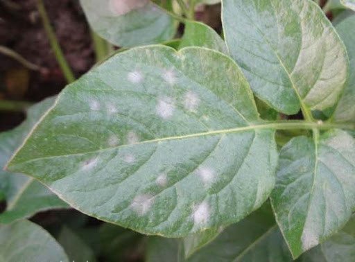 আলুর পাউডারী মিলডিউ রোগ কখন হয়, কী লক্ষণ এবং প্রতিরোধের কার্যকর উপায়