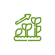 চারা রোপন