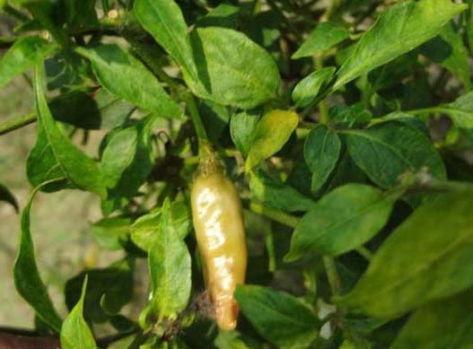 আলফা মোজাইক রোগ মরিচ চাষে কারণ, লক্ষণ এবং প্রতিকার