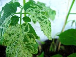 সরিষায় সাধারণ পাতা সুরঙ্গকারী পোকা সময়, লক্ষণ ও দমন পদ্ধতি