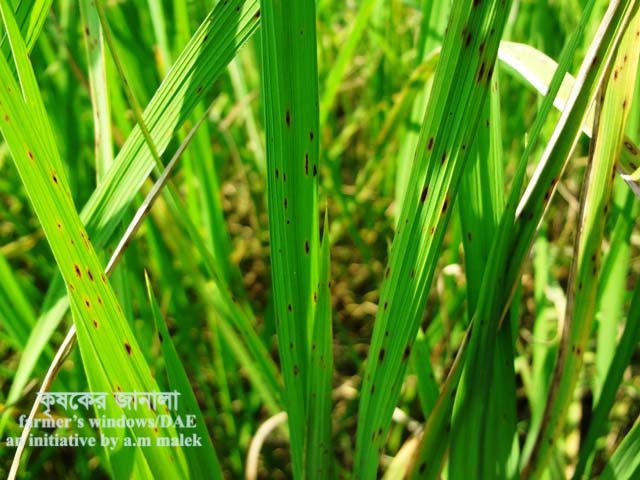 ধানের পাতার সরু বাদামী দাগ রোগ