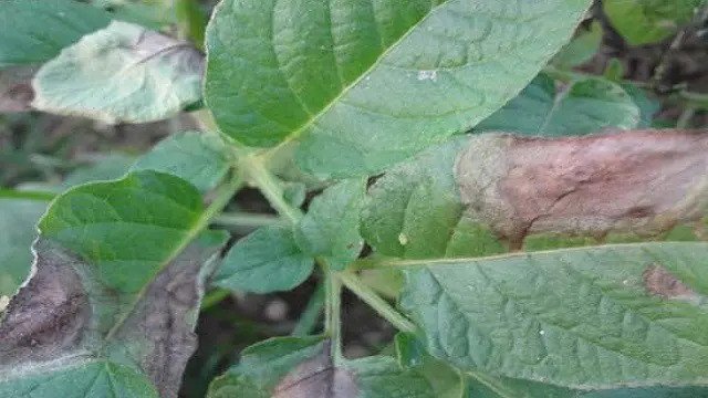 আলু গাছের পাতায় ছত্রাকজনিত রোগ হলে করণীয় কী