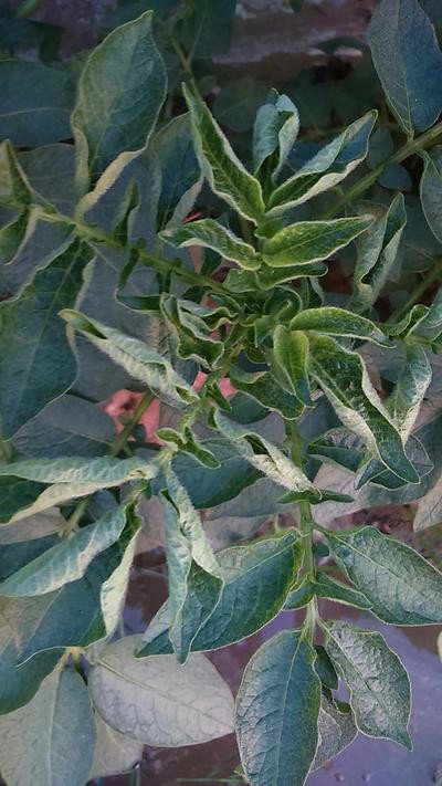 আলুর পাতা মোড়ানো রোগ সময়, লক্ষণ এবং প্রতিরোধের কার্যকর উপায়