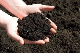 গোবর সার কীভাবে প্রস্তুত করা হয় এবং কখন প্রয়োগ করা উচিত