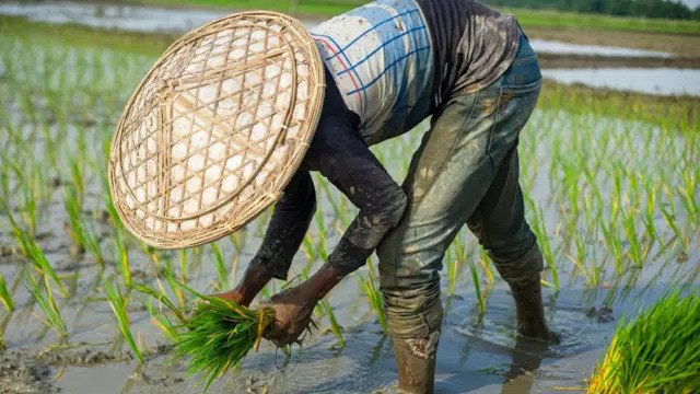 ধান চাষে জমি প্রস্তুতি ও বীজ নির্বাচন