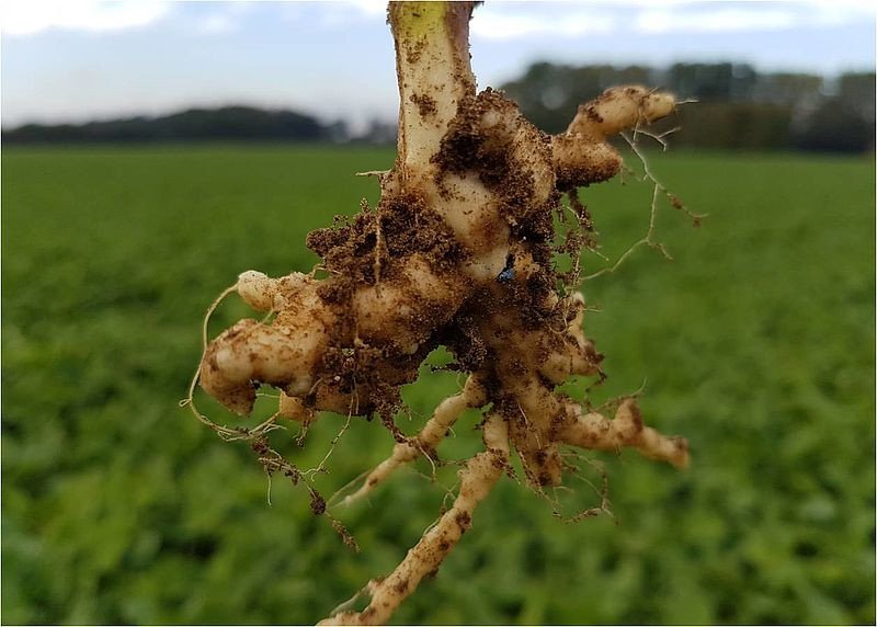 সরিষার ক্লাব রুট রোগ লক্ষণ ও প্রতিকার