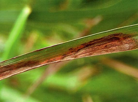 ধান চাষে ধানের টুংরো রোগ বর্তমান পরিস্থিতি ও প্রতিকার