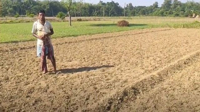 সরিষা চাষে সার প্রয়োগ সম্পূর্ণ নির্দেশিকা