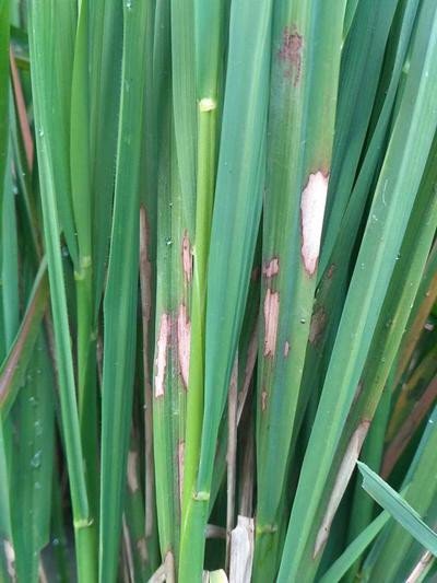 ধানের খোলপোড়া রোগ একটি সম্যক বিশ্লেষণ ও প্রতিকার