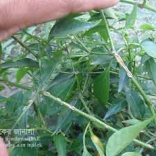 মরিচ চাষে মরিচের ক্যাংকার রোগ