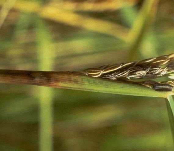 ধানের খোল পঁচা রোগ কারণ, লক্ষণ, প্রতিকার ও প্রতিরোধে করণীয়