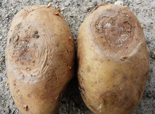 আলুর শুকনো পচা রোগ লক্ষণ, সময়কাল এবং দমন কৌশল