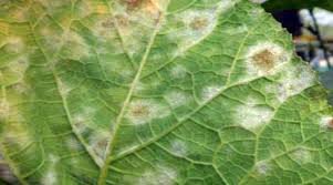 সরিষার পাউডারি মিলডিউ রোগ লক্ষণ ও প্রতিকার