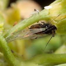 সাধারণ মাছি পোকা কখন বেশি দেখা দেয়, আক্রমণের লক্ষণ ও দমন প্রক্রিয়া