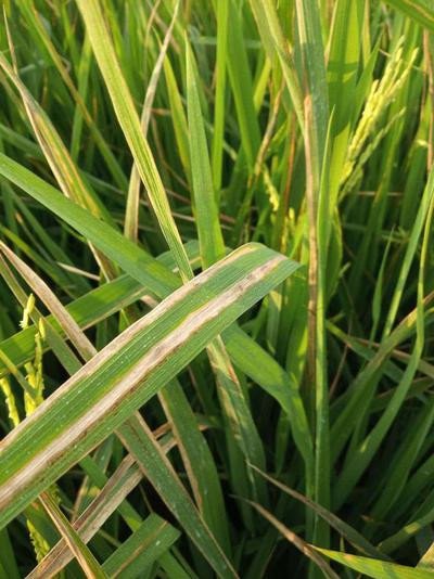 ধানের পাতাপোড়া বা পাতা ঝলসানো রোগ (Bacterial Leaf Blight - BLB) বাংলাদেশের ধান উৎপাদনে একটি গুরুতর সমস্যা। এটি Xanthomonas oryzae pv